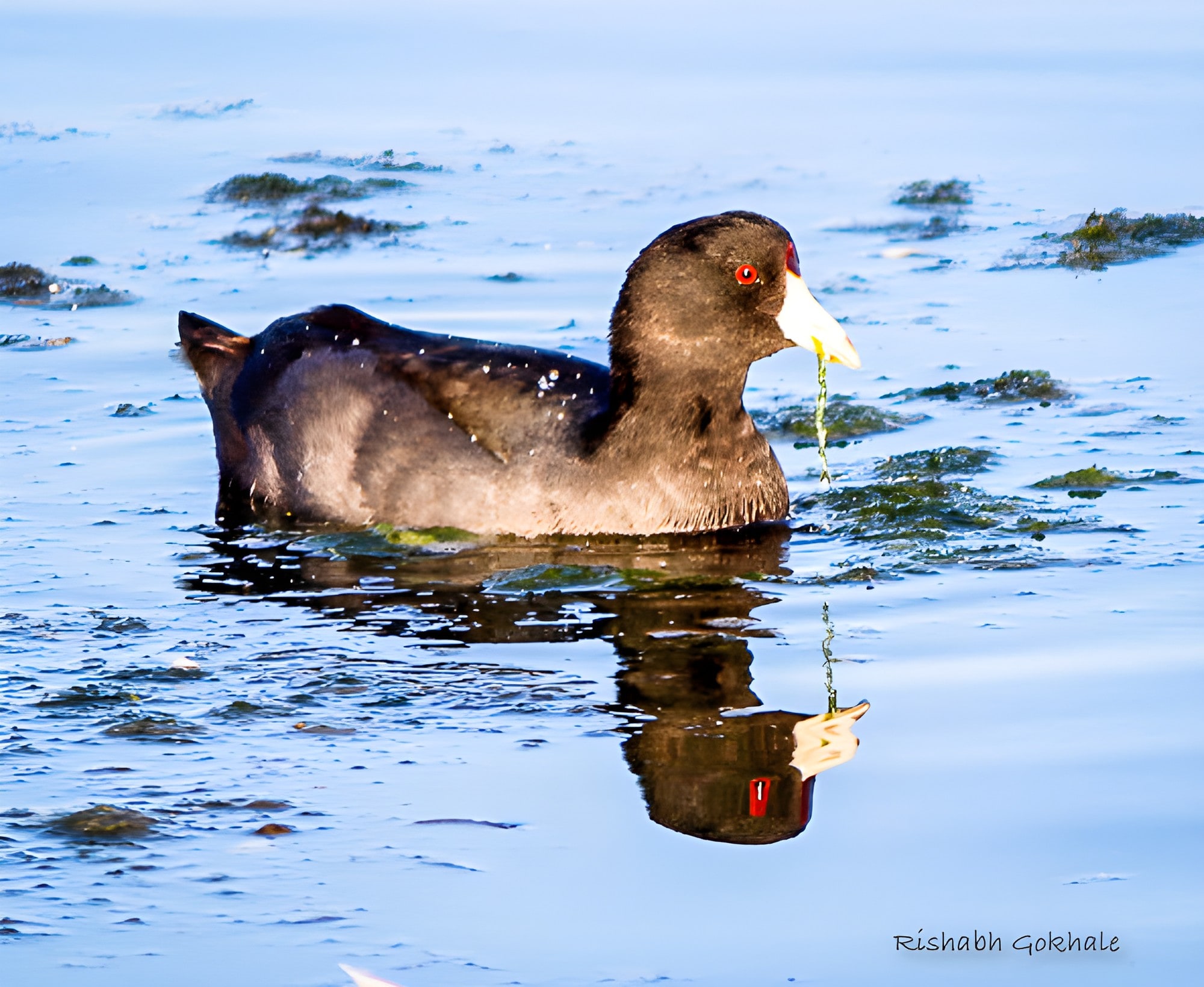 An American coot swimming with a strand of weed in its bill, reflected in the water