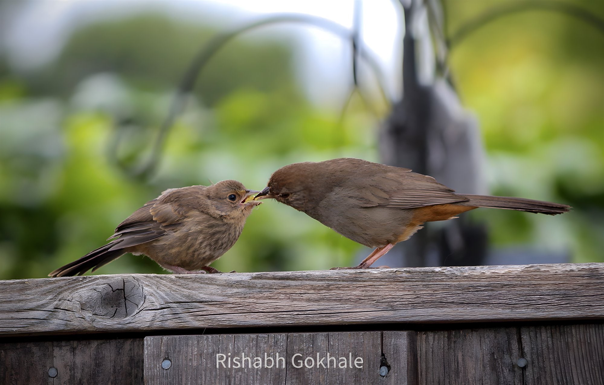 One babbler feeding a fledgling on a wooden fence