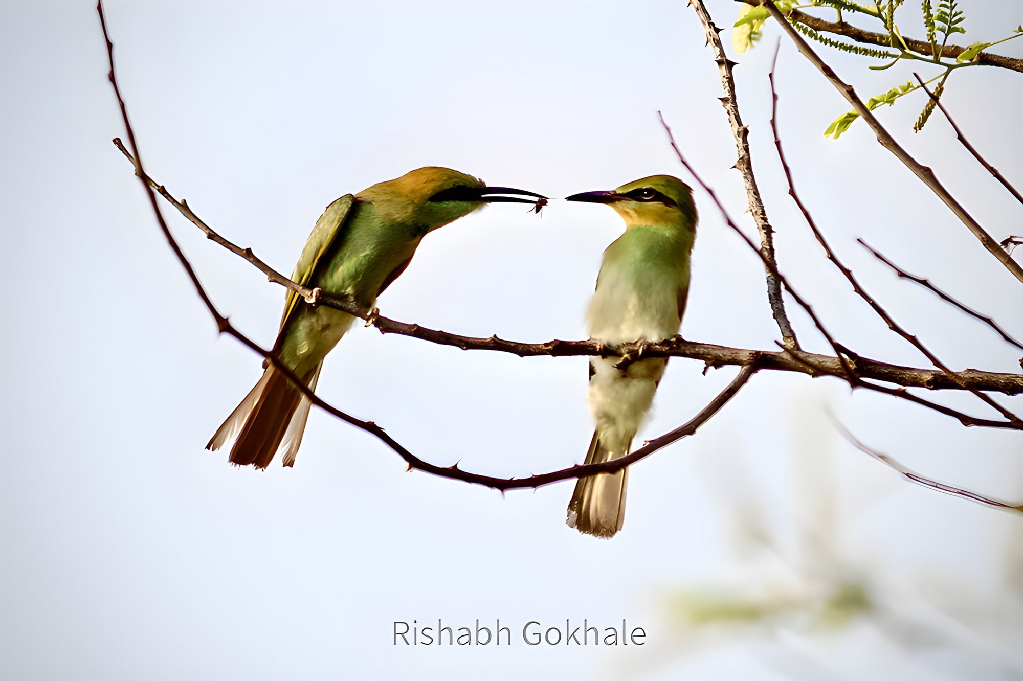 Two green bee-eaters on a thorn branch passing an insect