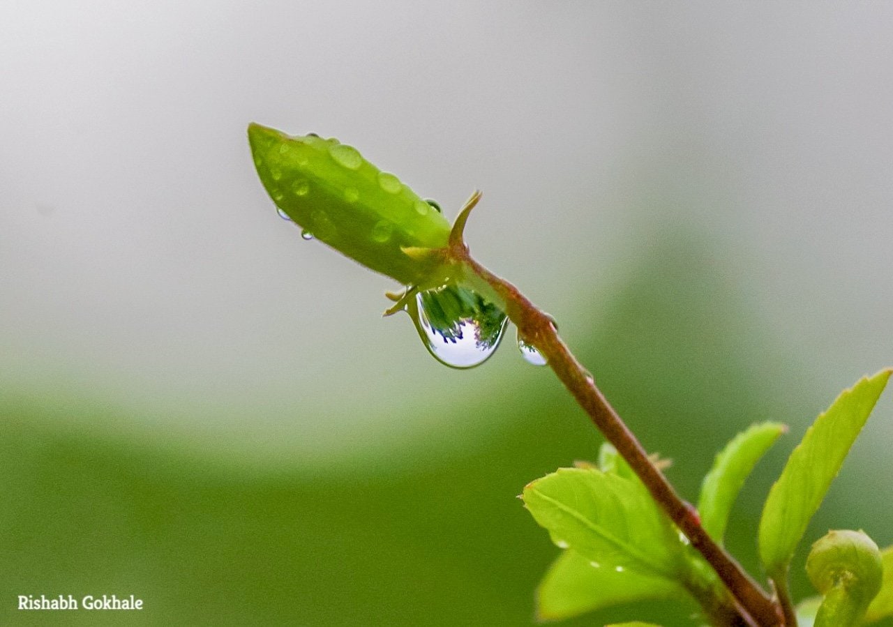 A water droplet hanging from a new leaf