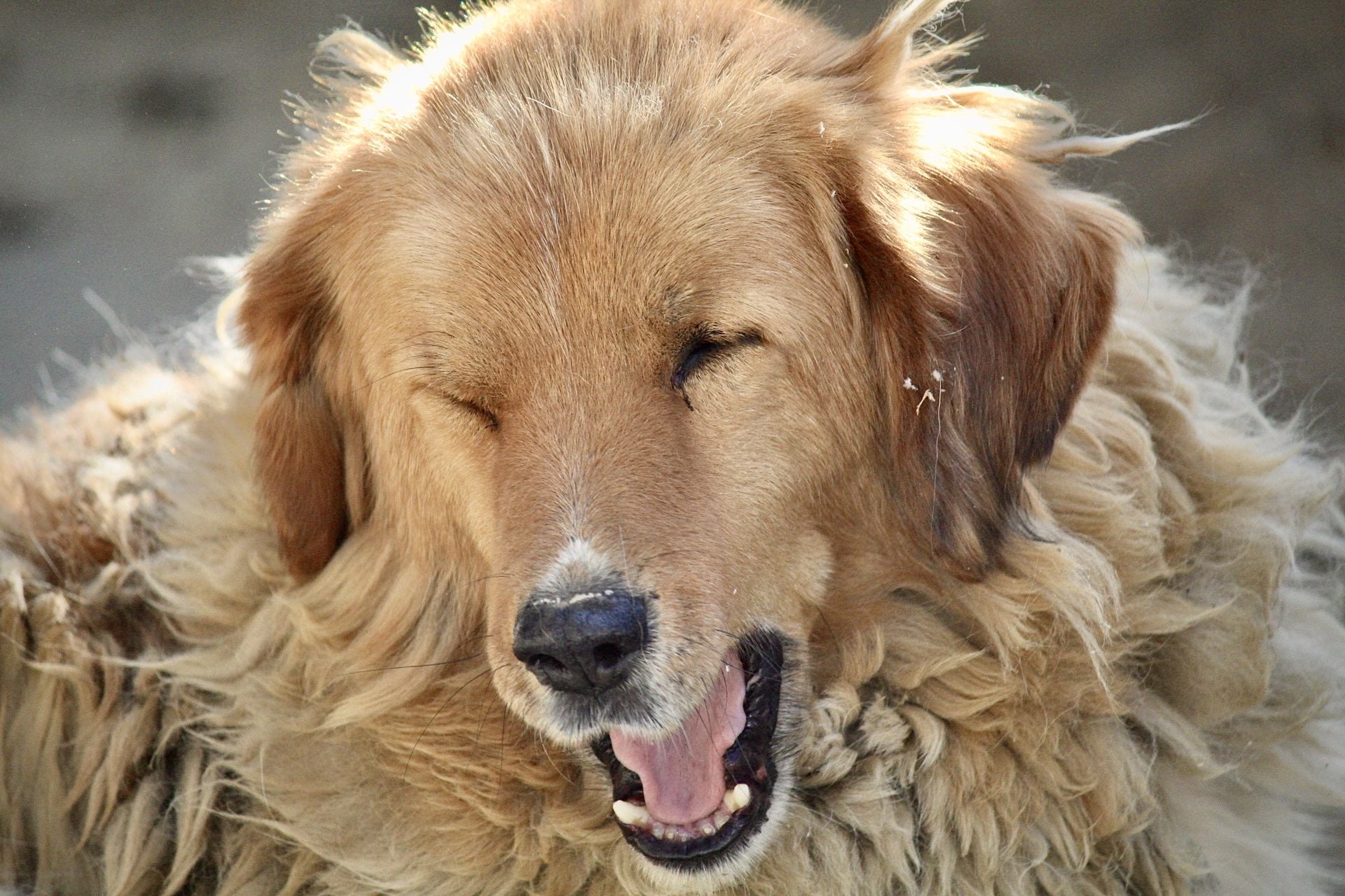 A street dog resting