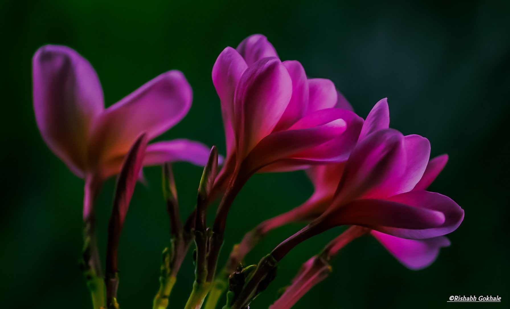 Pink freesia flowers lit against a dark green background