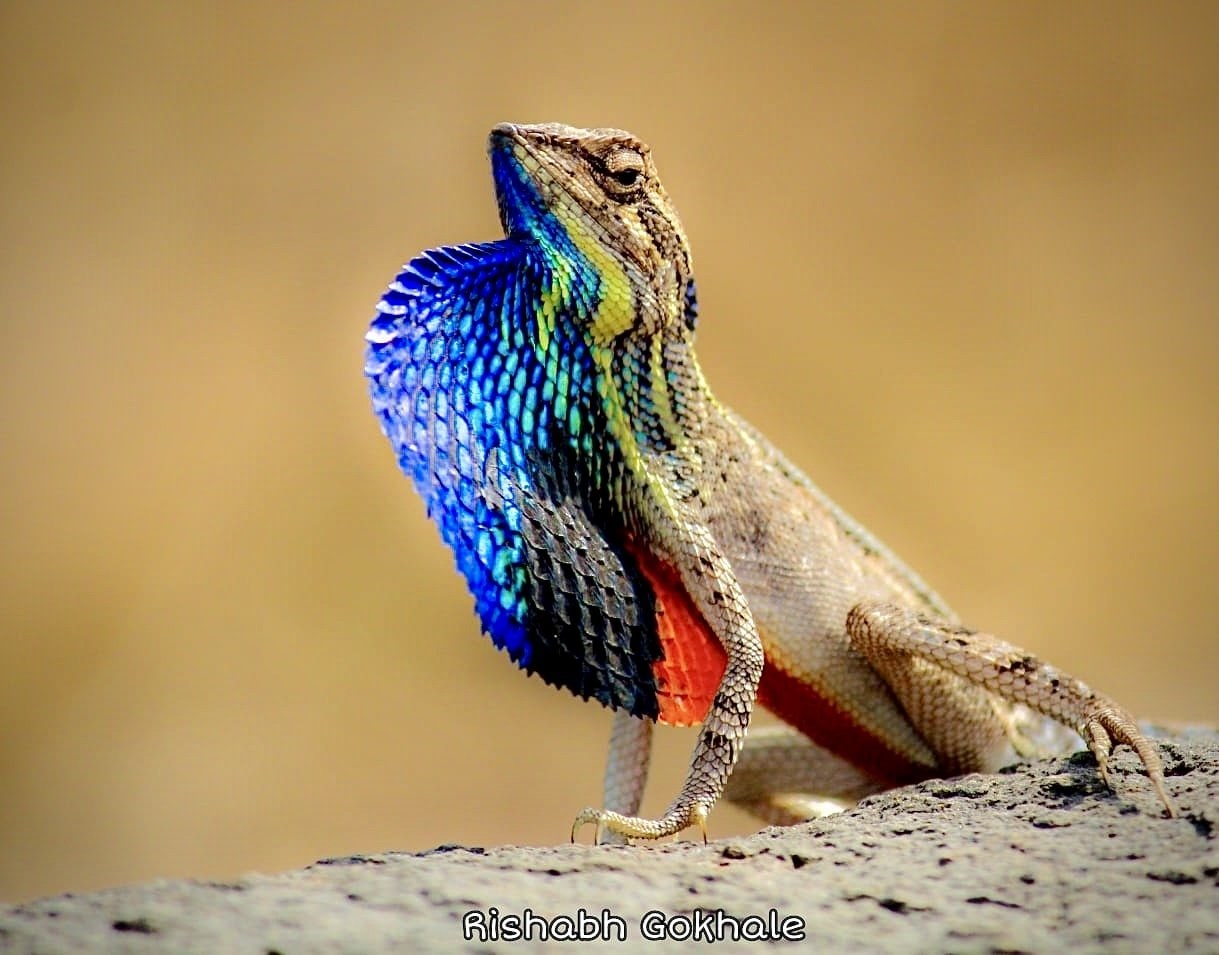 A fan-throated lizard on a rock