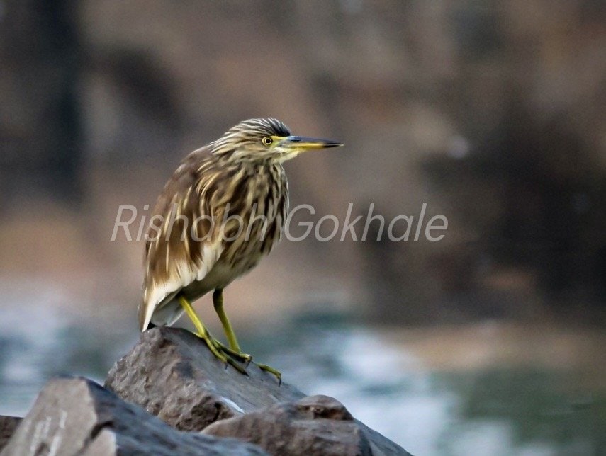 A pond heron standing on a rock beside water