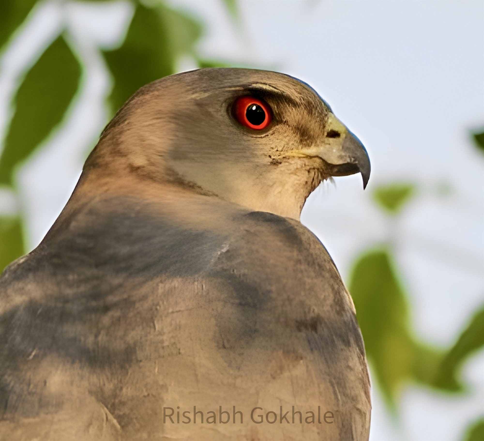 A hawk in close profile, red eye catching the light