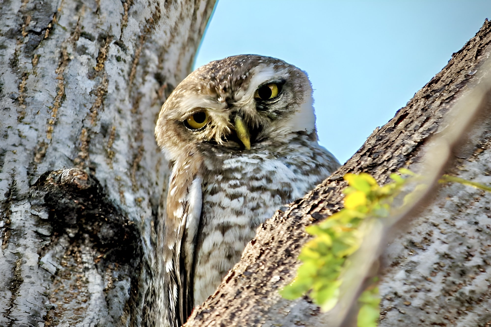 A spotted owlet peering out from a tree hollow