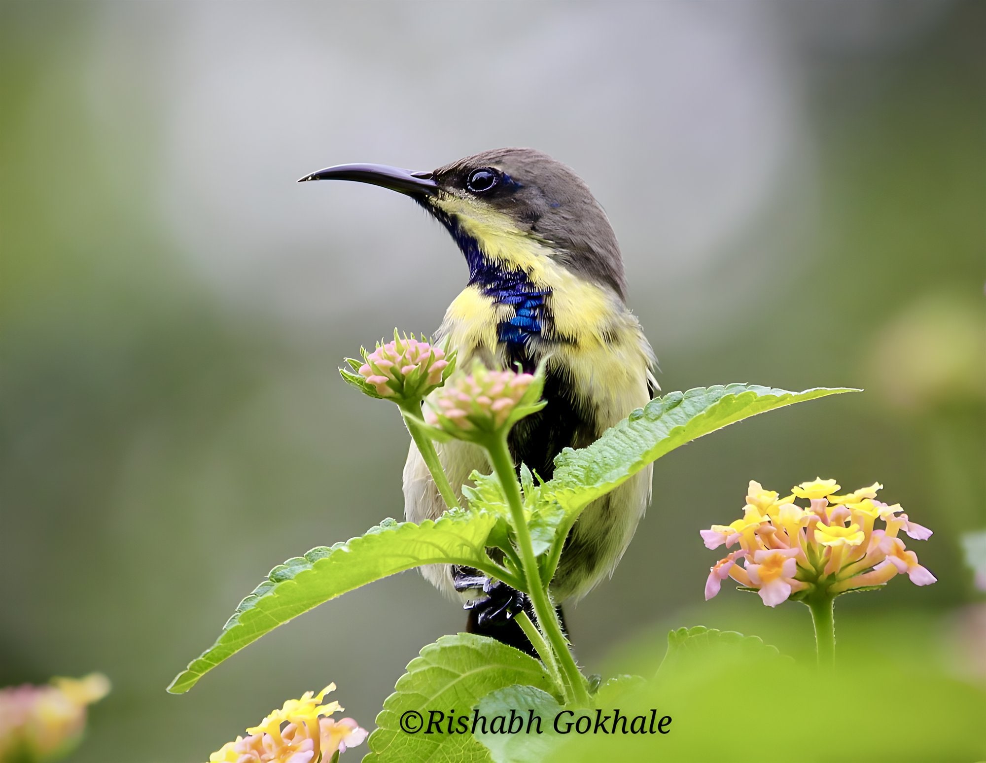 A purple-rumped sunbird perched among flowers