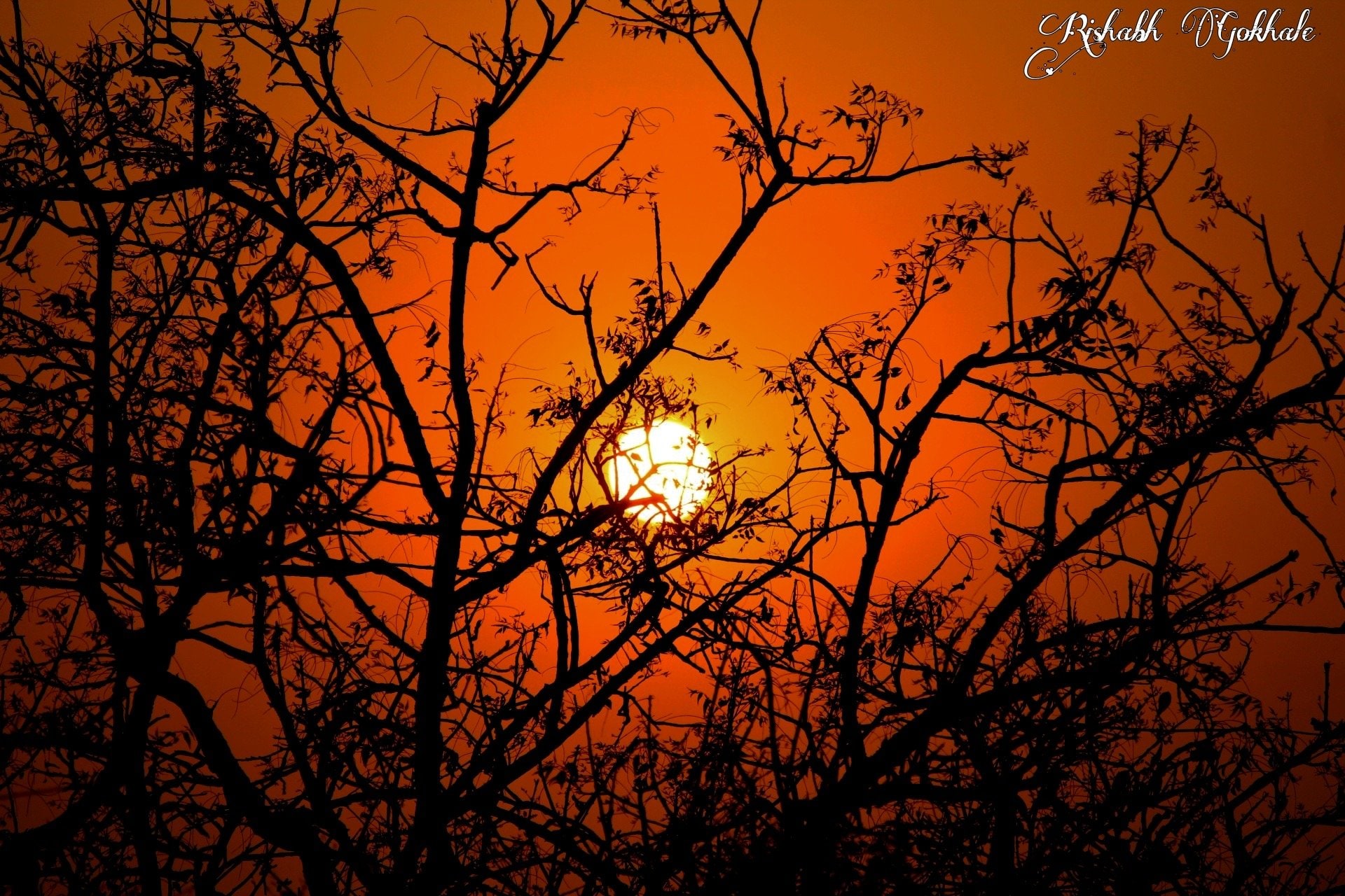 The sun setting behind bare branches